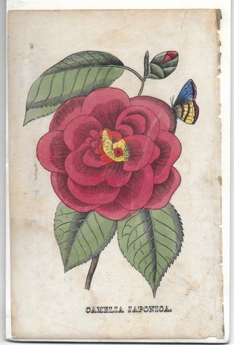 Antica incisione botanica